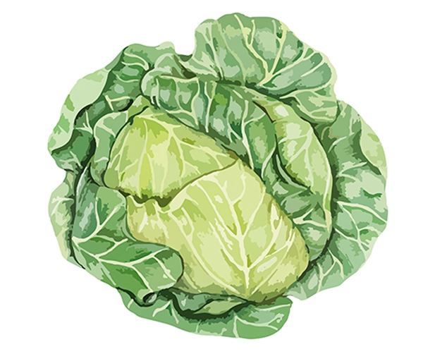 Cabbage
